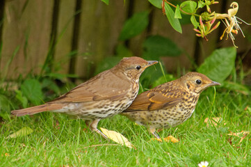 A pair of Song Thrushes looking for food in the grass