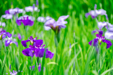【初夏の花】群生する花菖蒲