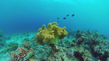 Fototapeta na wymiar Coral reef underwater with tropical fish. Hard and soft corals, underwater landscape. Travel vacation concept. Panglao, Bohol, Philippines.