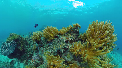 Fototapeta na wymiar Beautiful underwater world with coral reef and tropical fishes. Panglao, Philippines. Travel vacation concept