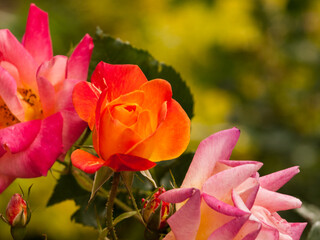 roses pink and orange in garden with green and yellow plants as background with bokeh efect