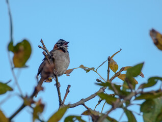Rufous-collared Sparrow bird singing on tree branch during the afternoon with blue sky