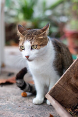 Fototapeta premium gata