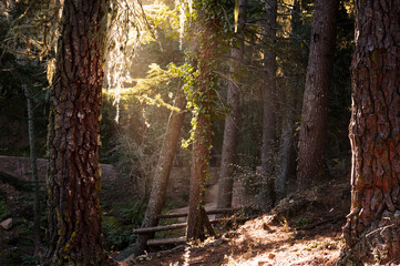 sunset time at a forest in La Cumbrecita, Cordoba. Green forest at dusk, sunlight going through the...