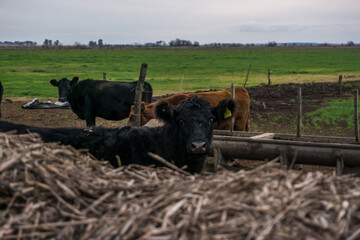 Ganado de vacas 