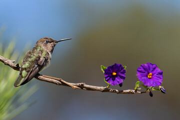 Female Anna's Hummingbird on flowering branch