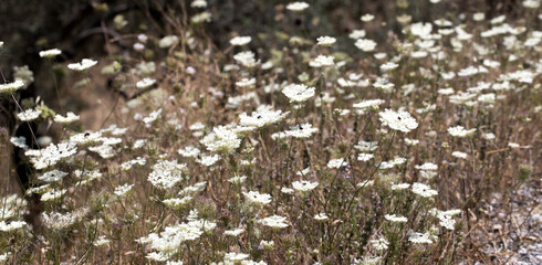 Daucus carota field of flowers. In white color.