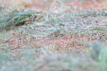 Bonin Green finch (Carduelis sinica kittlitzi) in Ogasawara Island, Japan