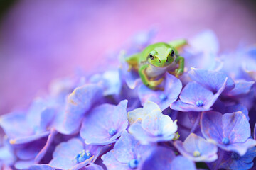 frog on a flower