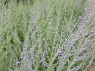 Russian sage bush