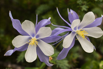 Columbine flower