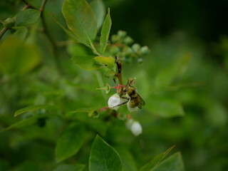 Honey bee sitting on a blueberry blossom