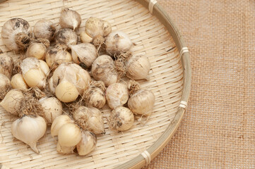 Organic garlic (Allium sativum) in woven bamboo basket. Isolated on jute fabric. Close-up. Copy space.