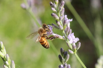 A honeybee stays on purple lavender flower.
Apis mellifera, worker bee, Lavandula angustifolia
