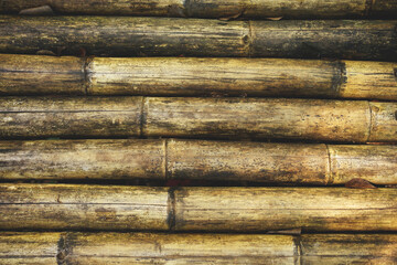 Bamboo pattern - 363719438