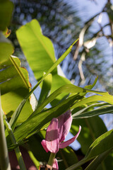 Banana Flower