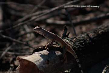 Zebra-tailed Lizard with a colorful green belly on a fallen log in a desert wash