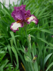 purple iris close-up