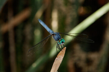 A Blue Dragonfly Blue Dasher perched on the tip of dry reed