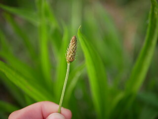 Plantain bud