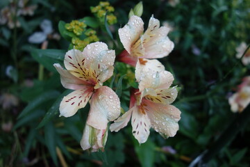 雨に濡れたアルストロメリアの花