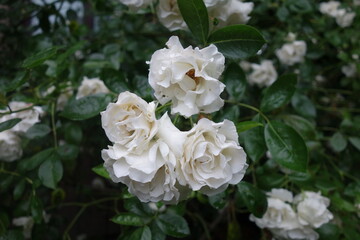 Obraz na płótnie Canvas 初夏に咲いた白い薔薇の花