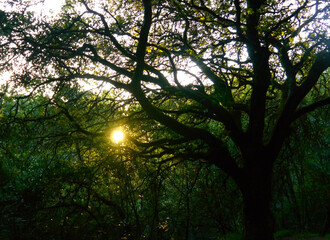 Obraz premium sunset in the forest
