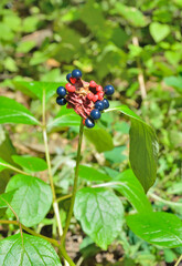 Obraz premium Berries of wild peony (Paeonia obovata)