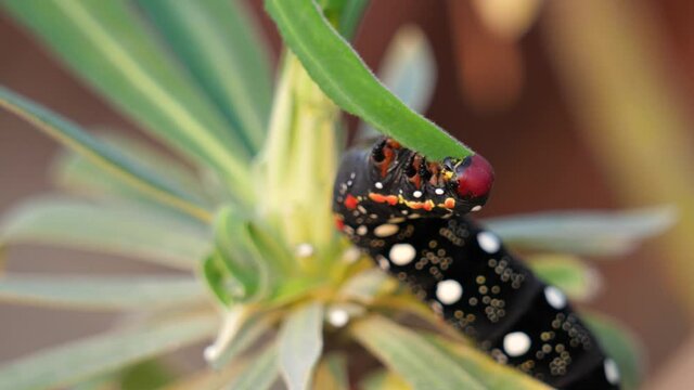 Spurge Hawk-moth (Hyles euphorbiae), caterpillar feeding on its food plant, a Cypress Spurge (Euphorbia cyparissias). Colorful Caterpillar Eating Green Leaf. macro 4k