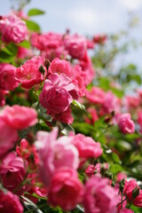 Pink Flower of Floribunda Rose 'Angela' in Full Bloom