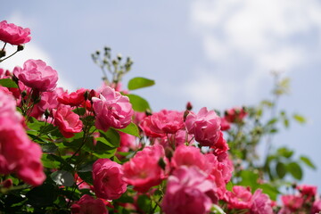 Pink Flower of Floribunda Rose 'Angela' in Full Bloom