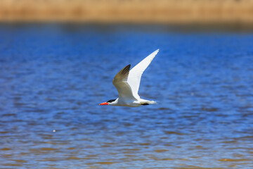 The Caspian tern flying over the water
