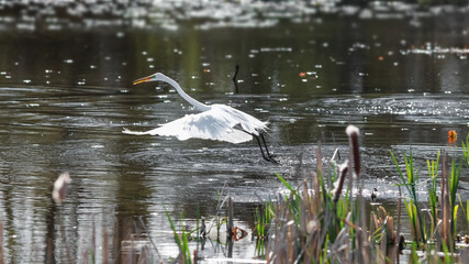 Snow white egret in the pond ready to hunt fish
