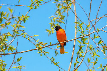 Beautiful Baltimore Oriole on tree branch
