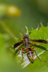 Close up shot of Wasp on plant
