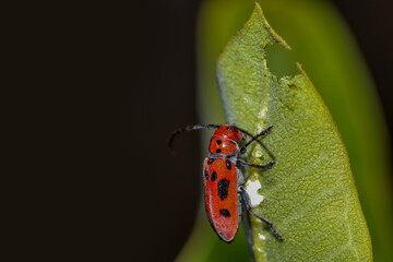 Close up shot of young Box elder bug
