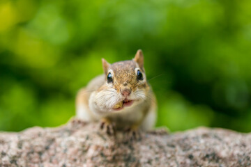 Chipmunk watching with nuts stuffing in it's mouth