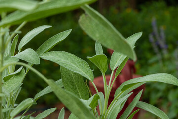 Salvia officinalis Sage Leaves Close Up 