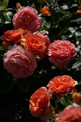 Apricot Flower of Floribunda Rose 'Anna' in Full Bloom