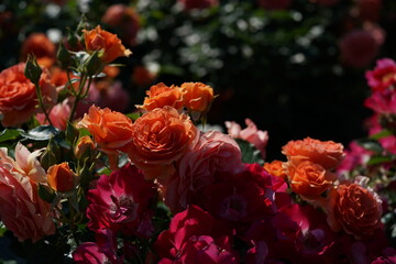 Obraz na płótnie Canvas Apricot Flower of Floribunda Rose 'Anna' in Full Bloom