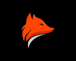 Obraz premium The fox's head looks sideways