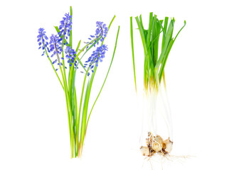 Blue inflorescences and bulbs Muscari on white background