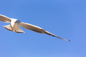 日本、横浜山下公園のカモメ