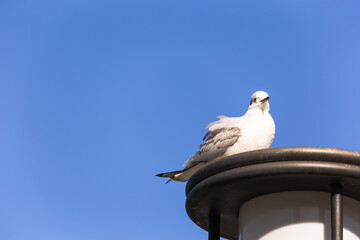 日本、横浜山下公園のカモメ
