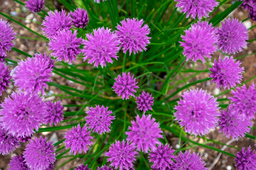 Obraz premium A top view of a cluster of organic chive flower plants. The blooms are a bright purple color on long vibrant green stems that are edible. The pink herb has a small round head that can be cultivated. 