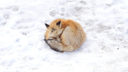 Red Japanese fox, resting playing in snow