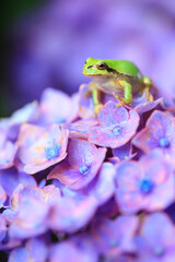 green frog on a hydrangea