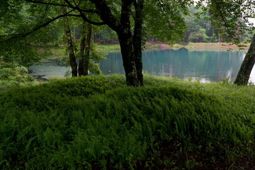 水面が青色にみえる緑一杯の森の中の池