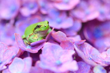 green frog on a hydrangea