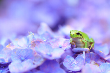 green frog on a hydrangea